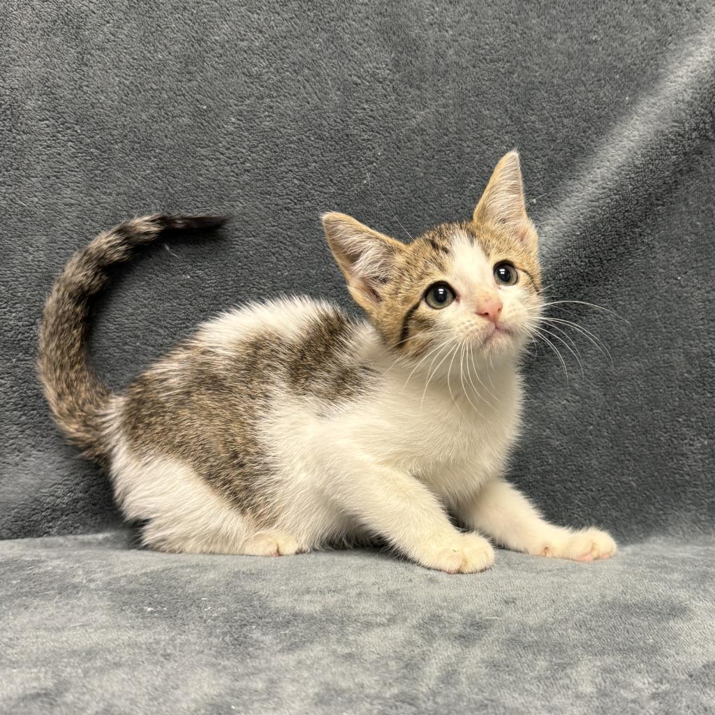 Enlarge Marsh, a Adoptable mixed breed in Brenham, TX image 5/6