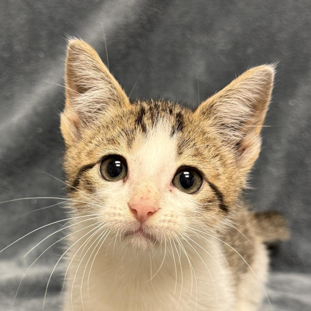 Enlarge Marsh, a Adoptable mixed breed in Brenham, TX image 1/6