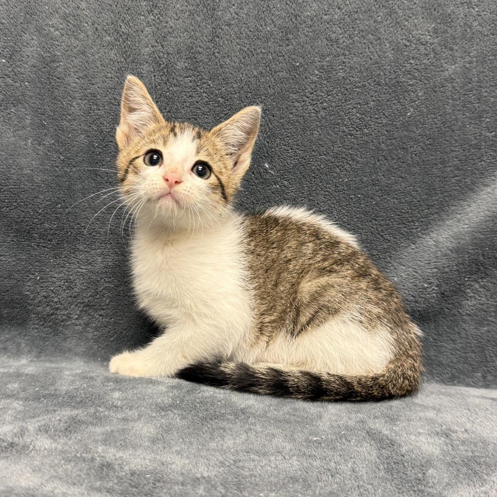 Enlarge Marsh, a Adoptable mixed breed in Brenham, TX image 6/6