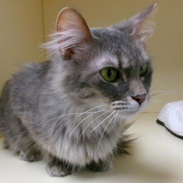 Saturn, Adoptable, Adult Female Norwegian Forest Cat & Norwegian Forest Cat.