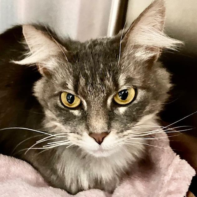 Saturn, a Adoptable mixed breed in La Grange, KY image 4/4