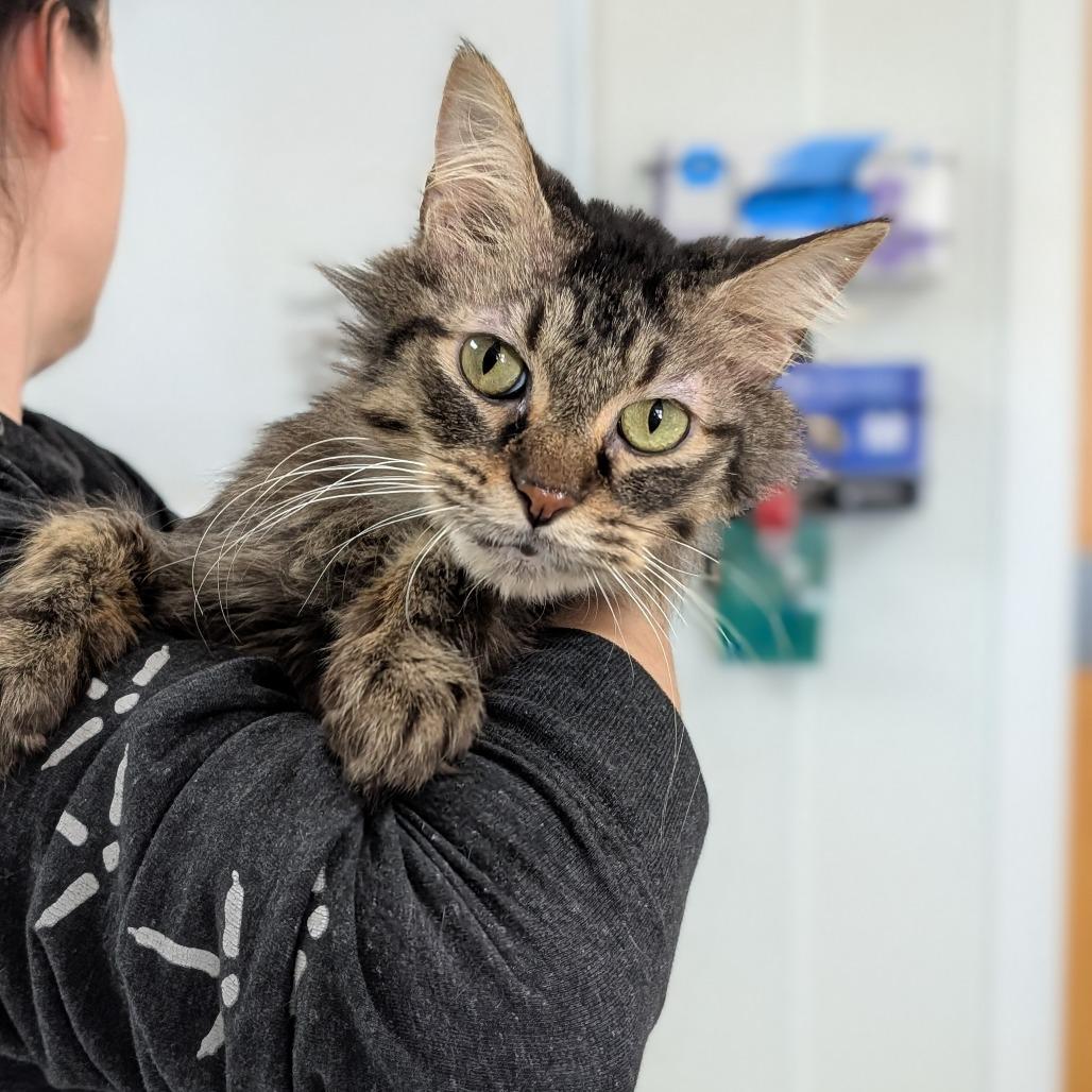 Enlarge Sirius, a Adoptable Domestic Medium Hair in Peoria, IL image 1/1