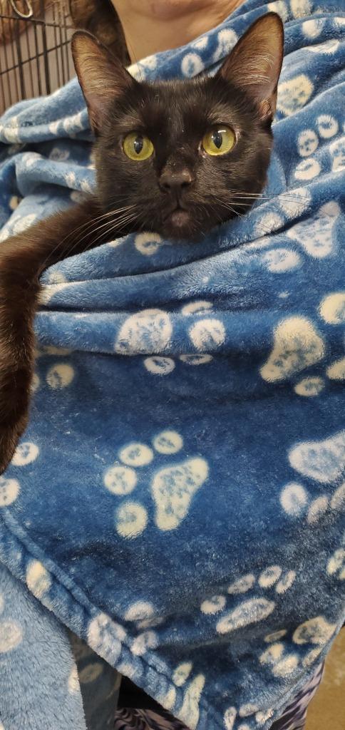 Dayla, Adoptable, Young Female Domestic Short Hair.