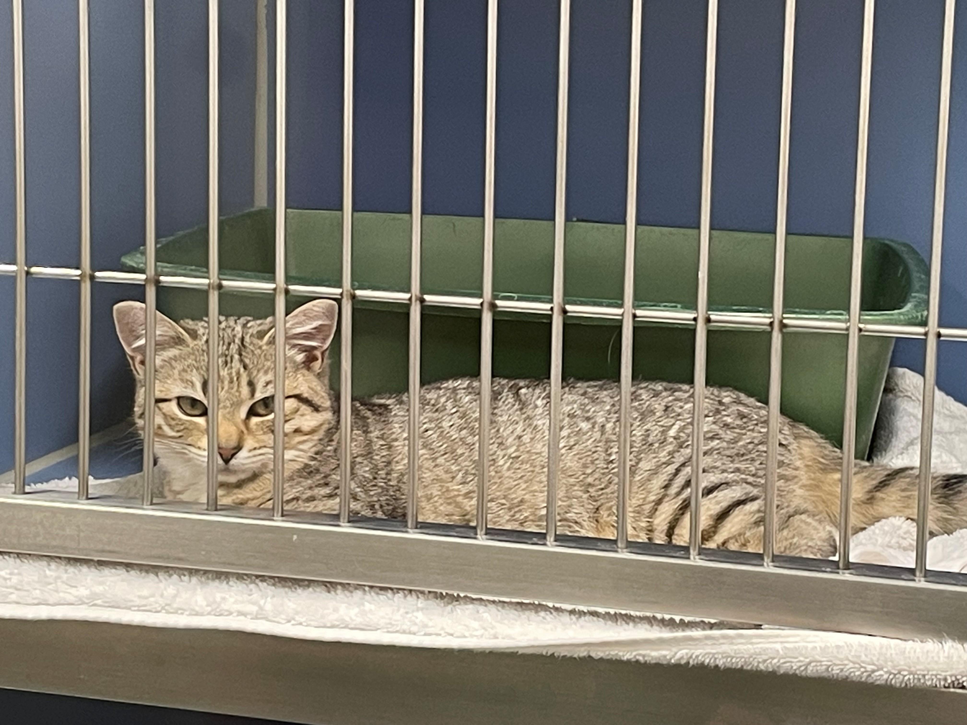 Gremlin Tag 649, Adoptable, Kitten Female Domestic Short Hair.