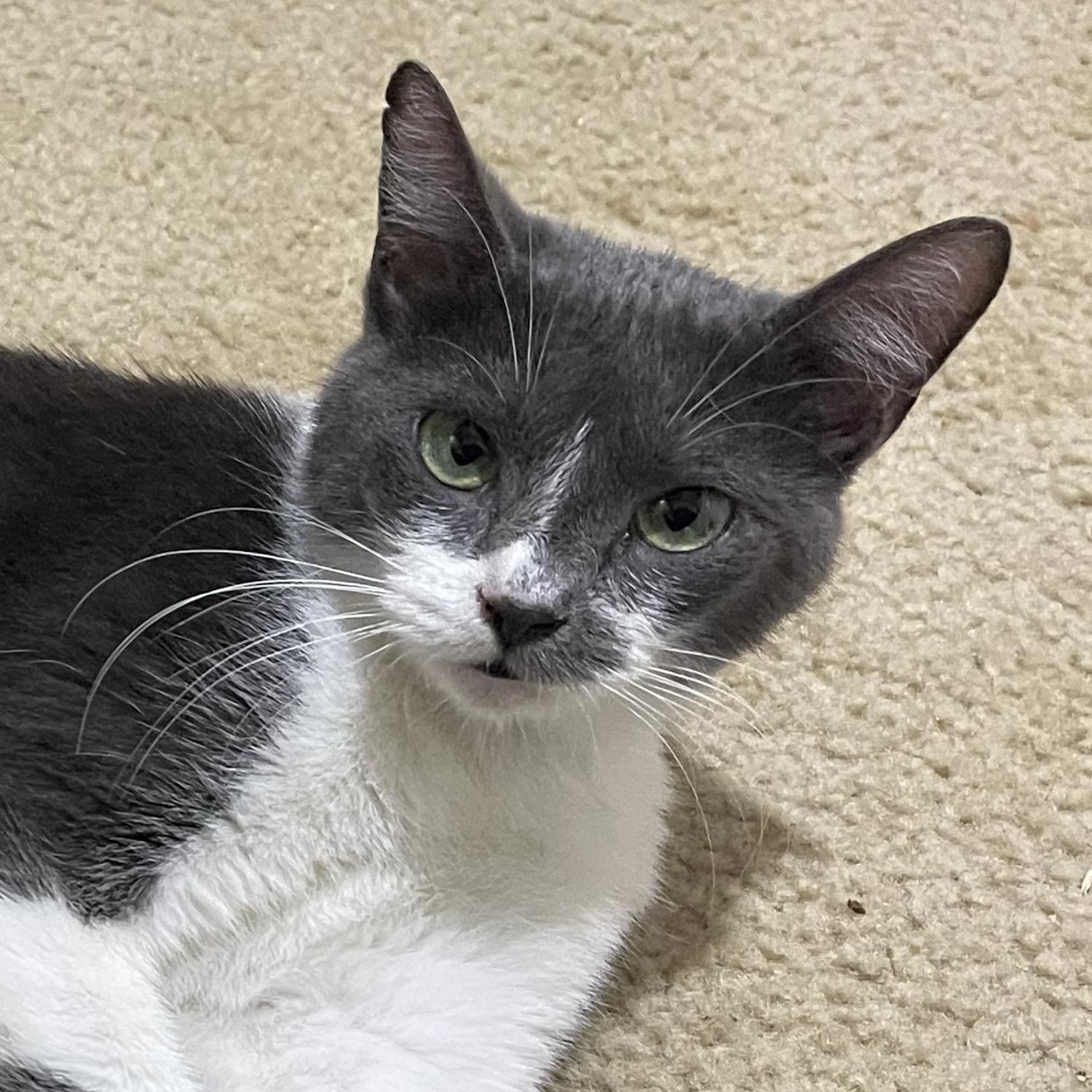 Enlarge Scarlet, a Adoptable Russian Blue in PUTNAM, CT image 5/6