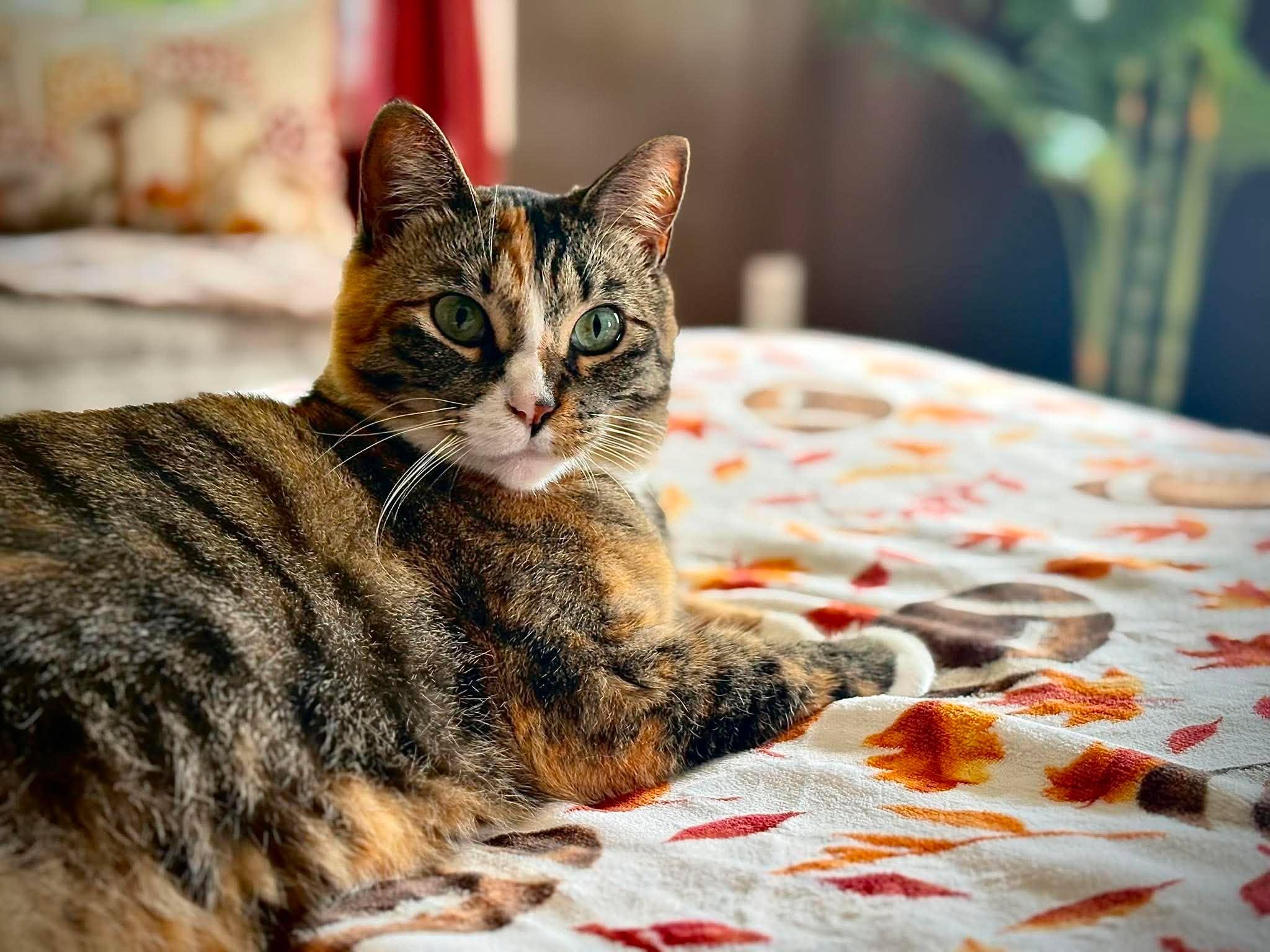 Enlarge TRINKET, a Adoptable Domestic Short Hair in Tillsonburg, ON image 2/6