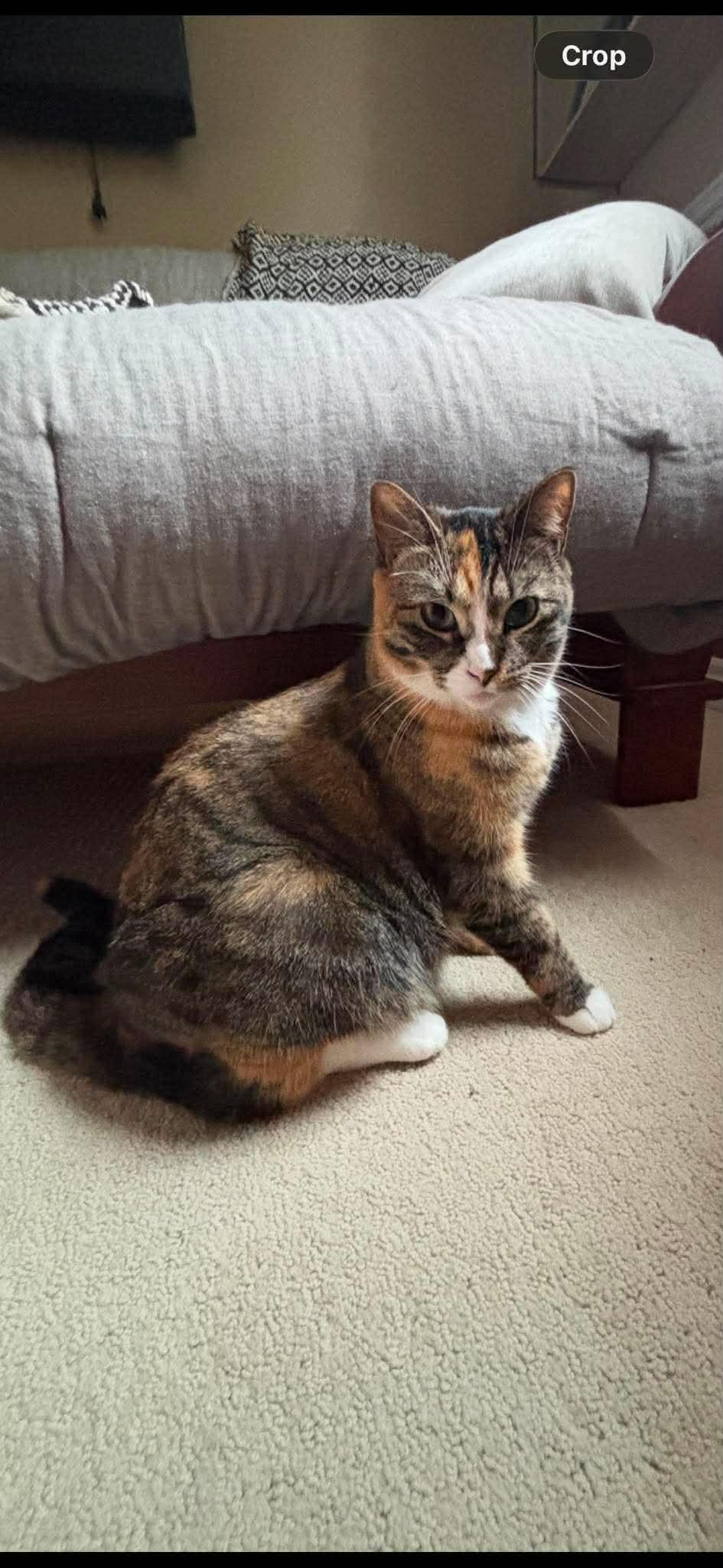 TRINKET, a Adoptable Domestic Short Hair in Tillsonburg, ON image 3/6