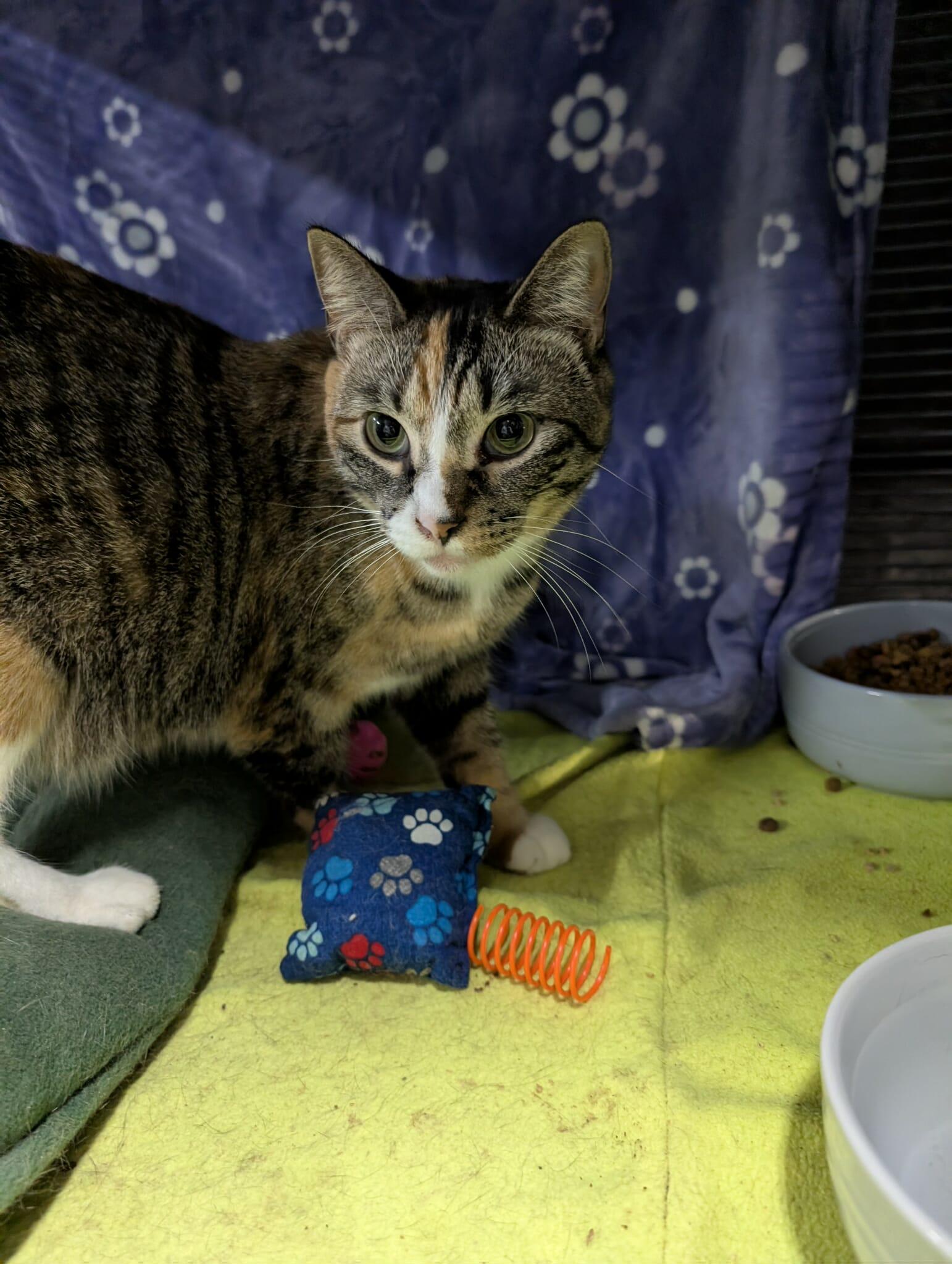 TRINKET, Adoptable, Young Female Domestic Short Hair.