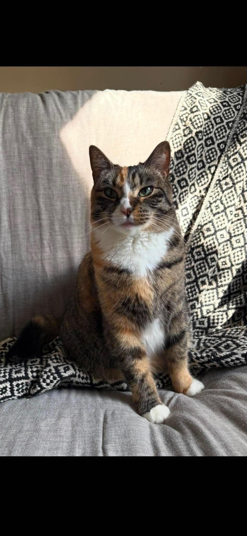 TRINKET, a Adoptable Domestic Short Hair in Tillsonburg, ON image 4/6
