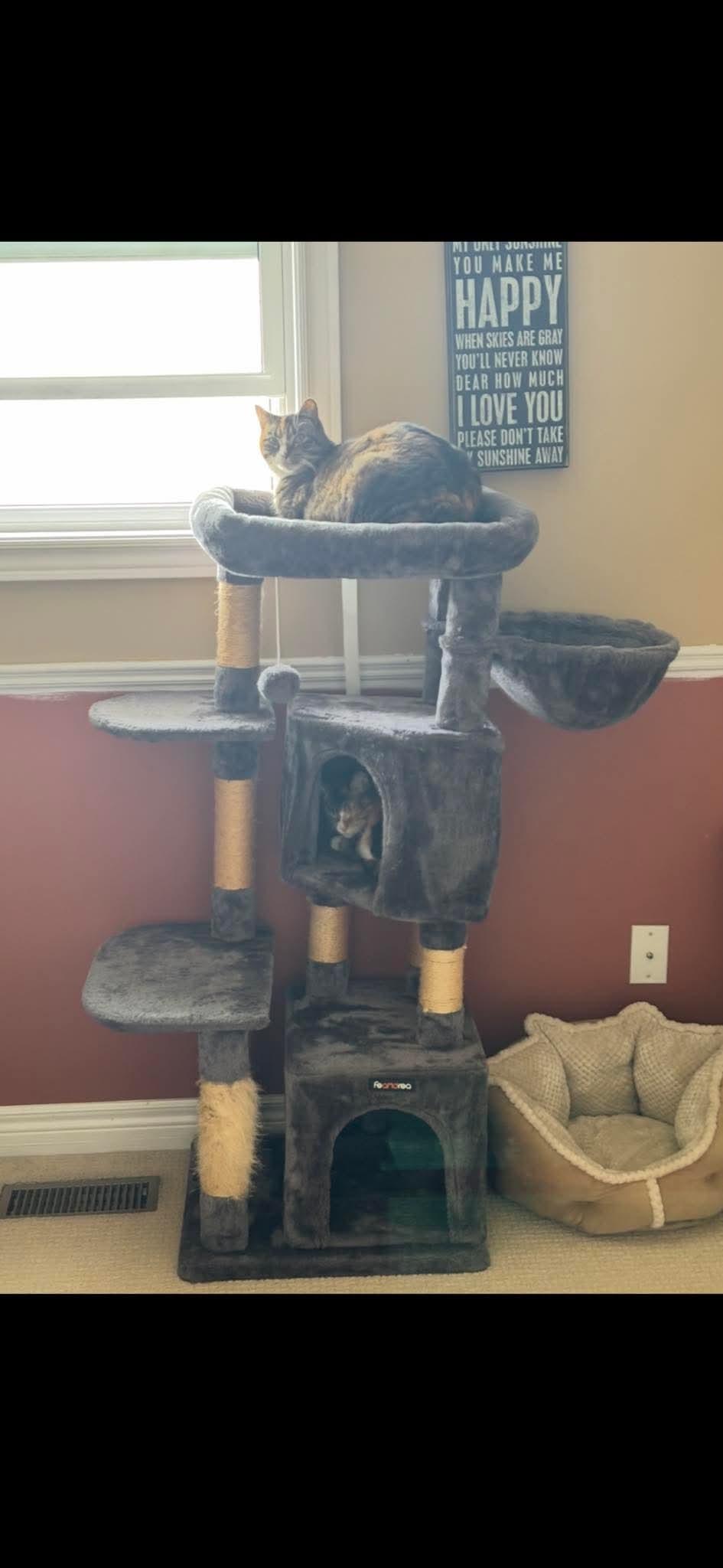 TRINKET, a Adoptable Domestic Short Hair in Tillsonburg, ON image 2/6