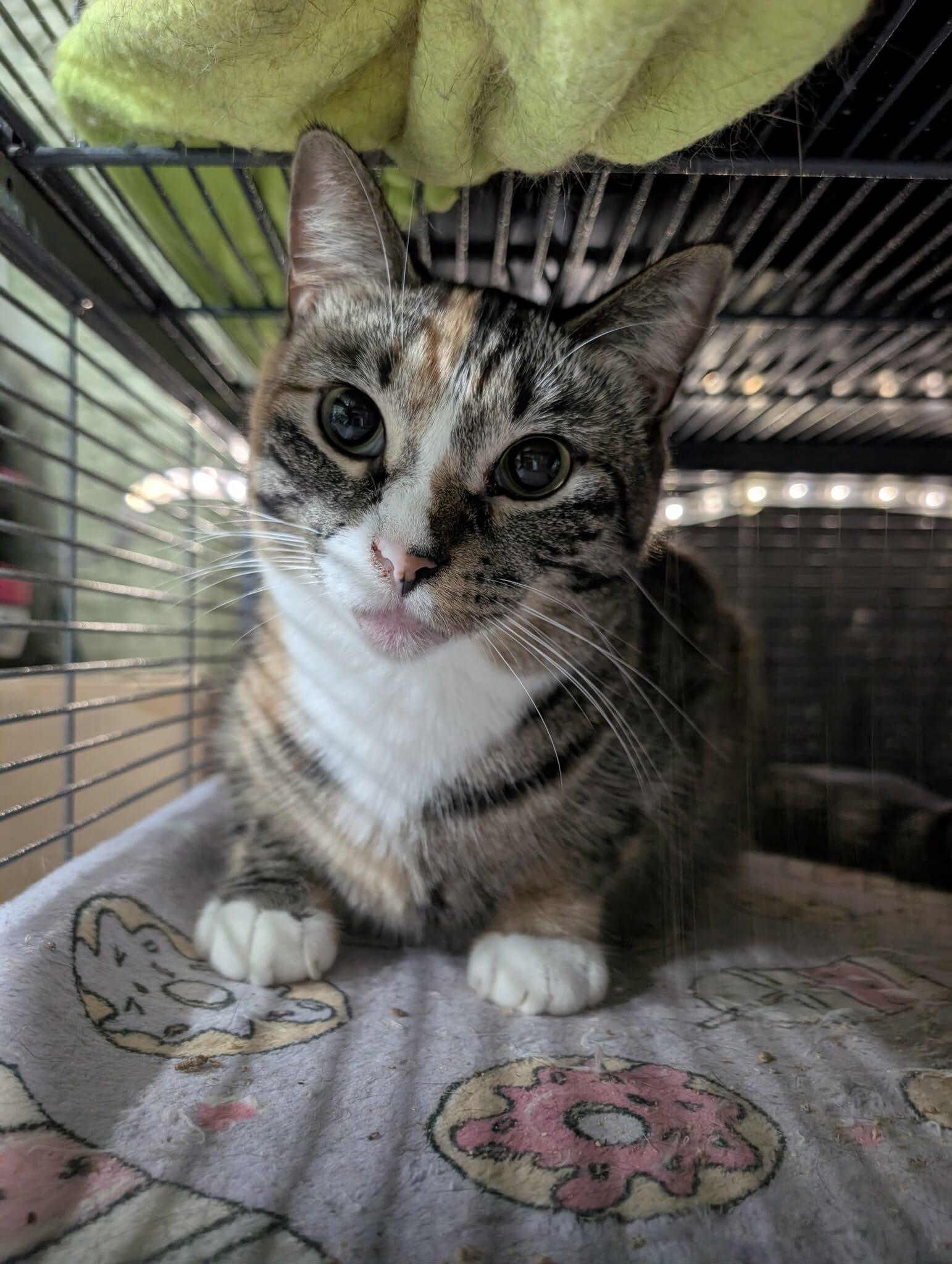 TRINKET, a Adoptable Domestic Short Hair in Tillsonburg, ON image 2/2