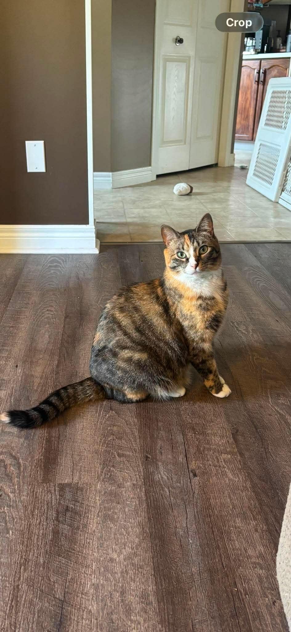 TRINKET, Adoptable, Young Female Domestic Short Hair.