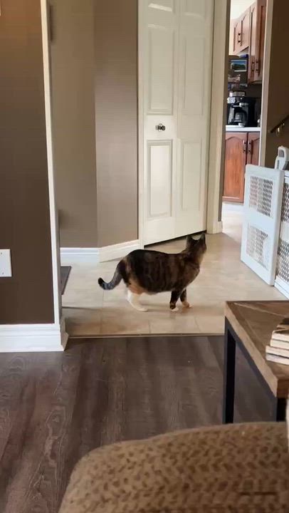 Enlarge TRINKET, a Adoptable Domestic Short Hair in Tillsonburg, ON video 5/6