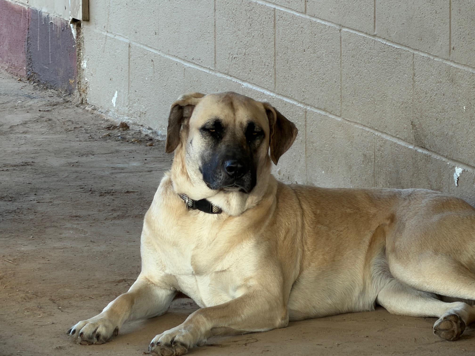 Enlarge Ginny, a ADOPTABLE Anatolian Shepherd in Rockdale, TX image 2/3