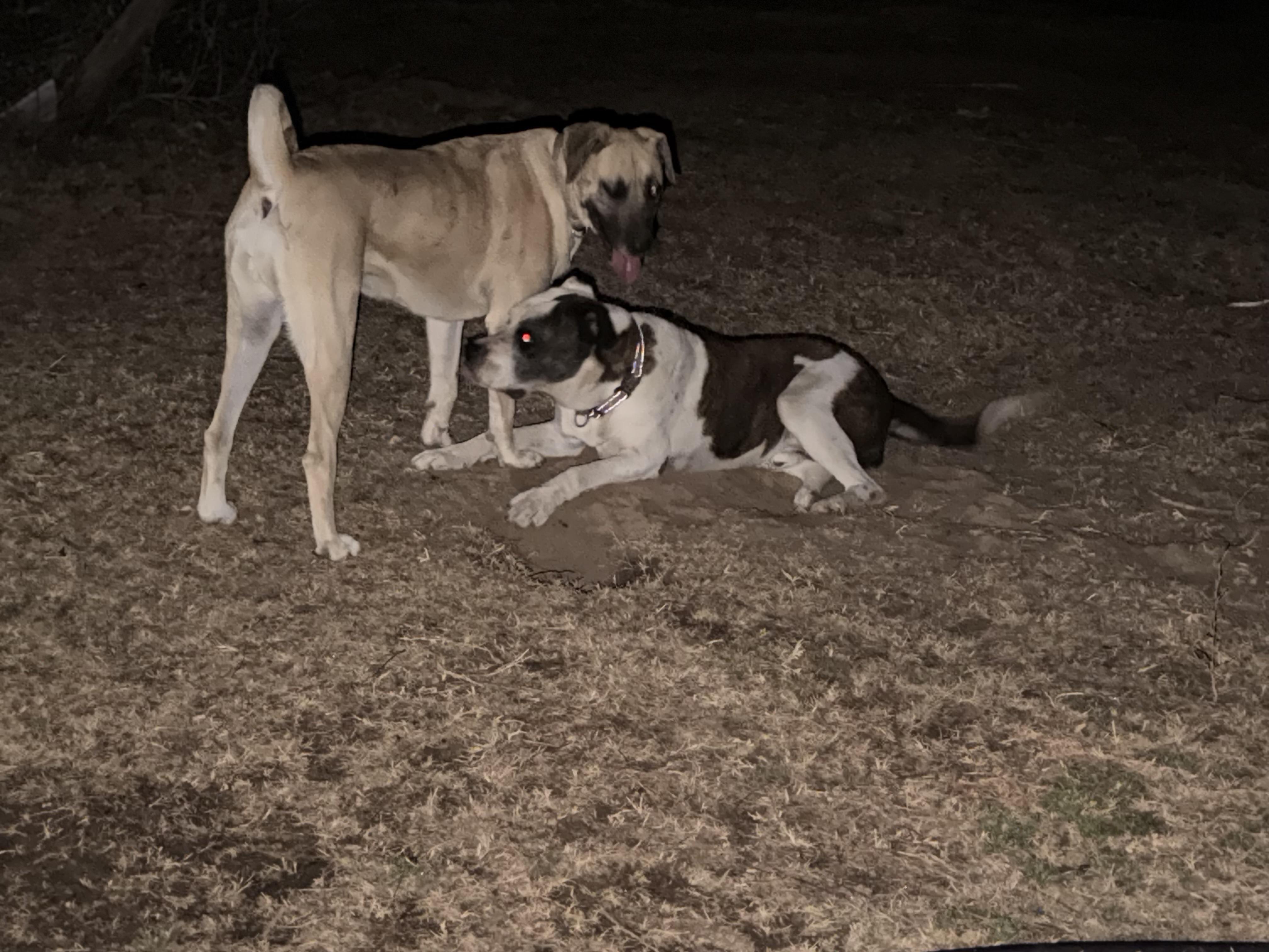 Enlarge Ginny, a ADOPTABLE Anatolian Shepherd in Rockdale, TX image 3/3