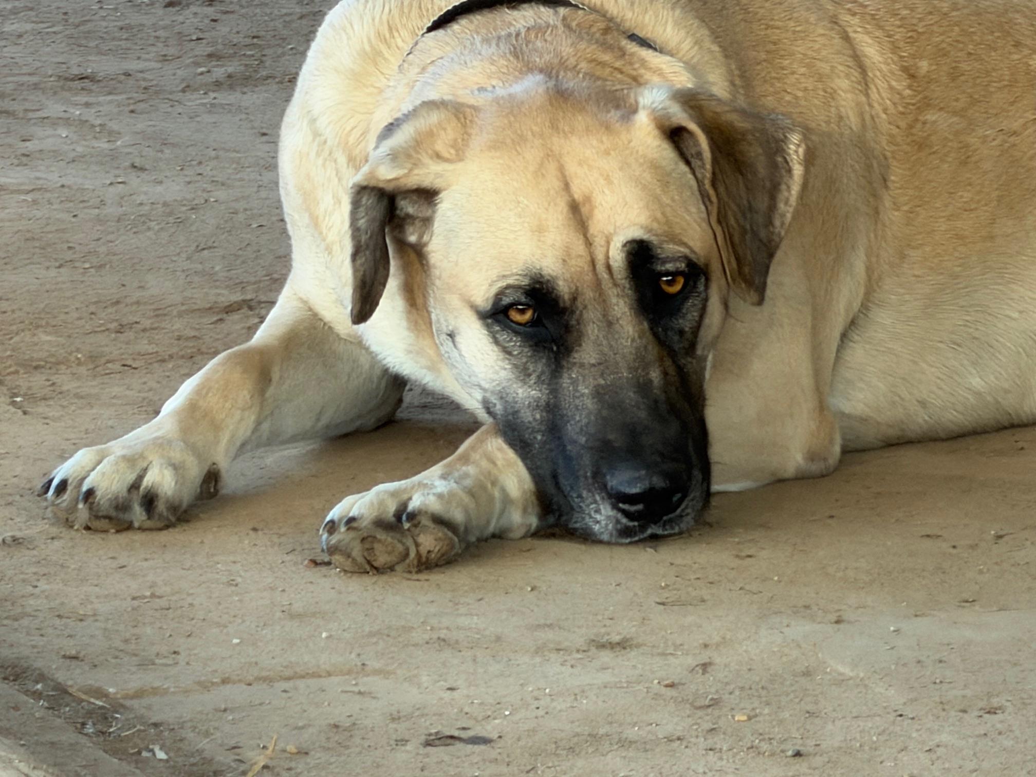 Enlarge Ginny, a ADOPTABLE Anatolian Shepherd in Rockdale, TX image 1/3