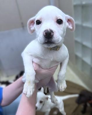 Enlarge Marsha, a Adoptable mixed breed in Washington, DC image 1/1