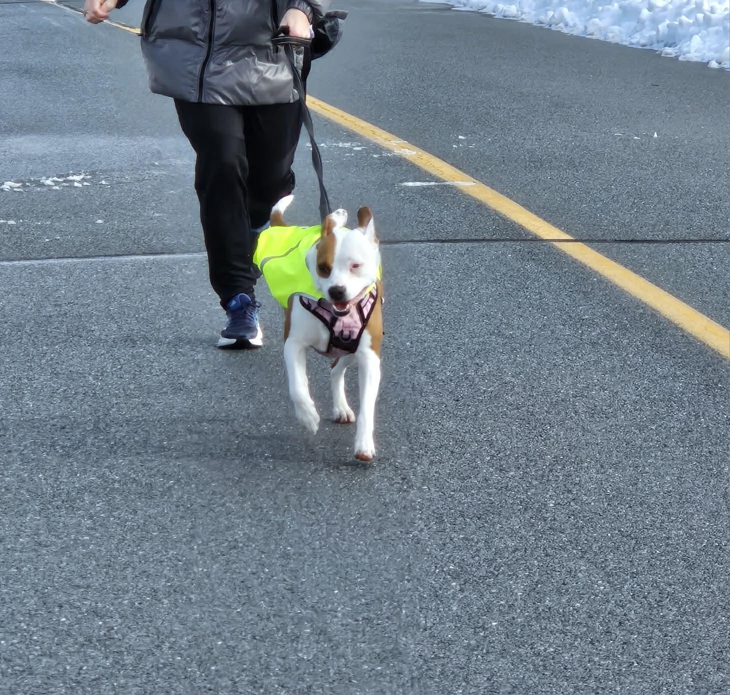 Enlarge Macy, an adoptable mixed breed in Myerstown, PA image 3/6