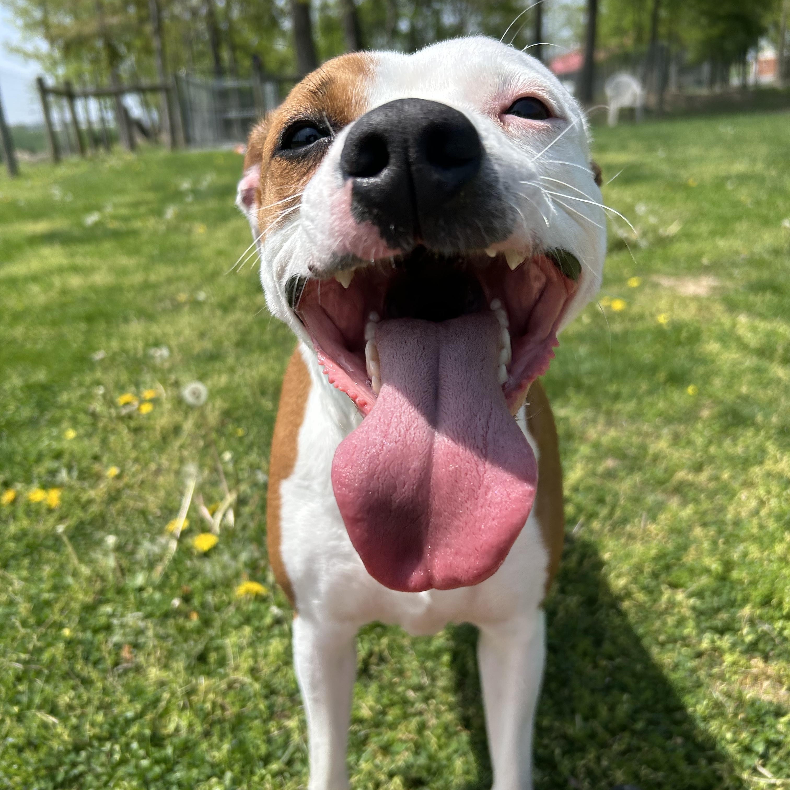 Enlarge Macy, an adoptable mixed breed in Myerstown, PA image 4/4