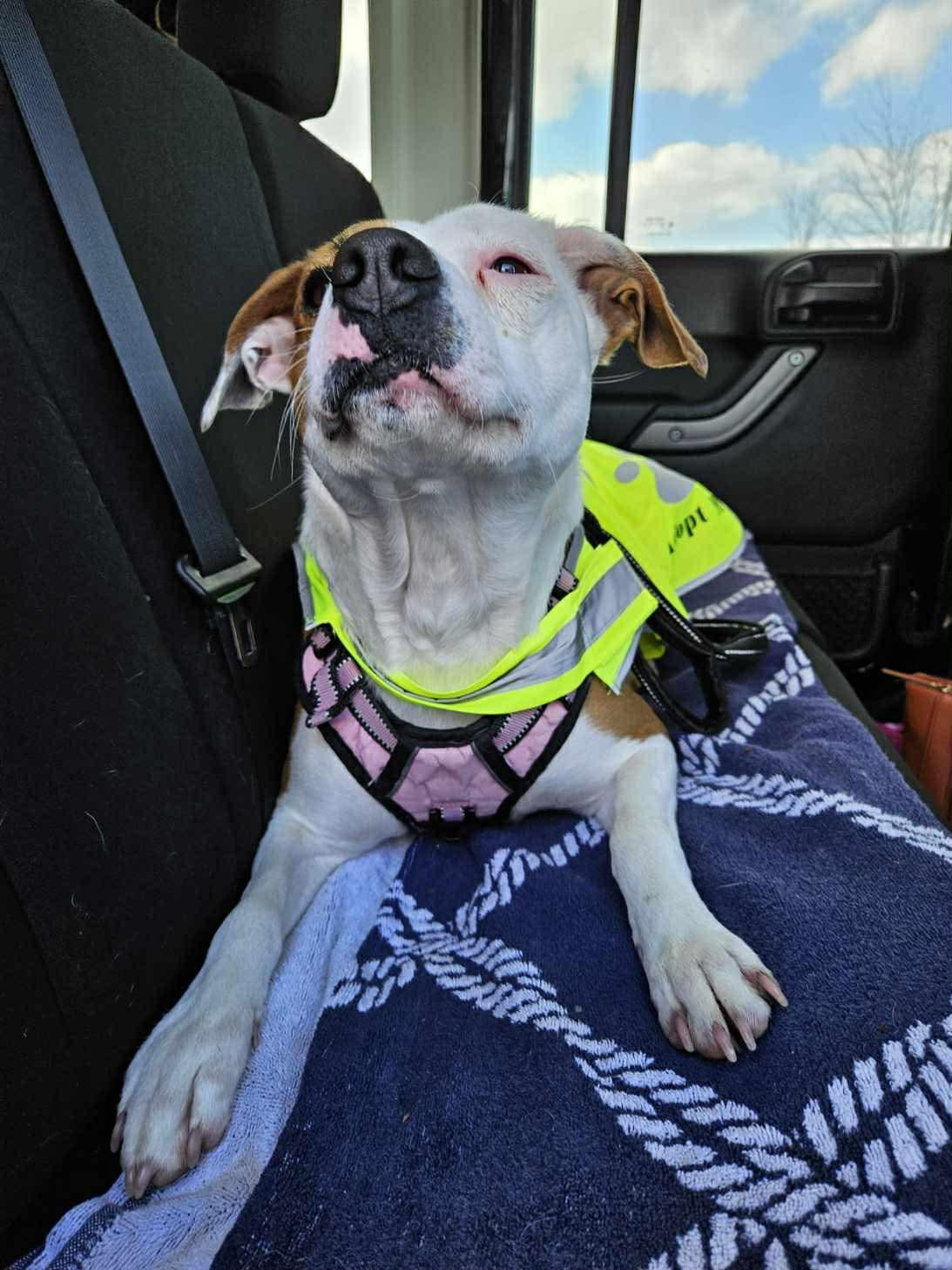 Enlarge Macy, an adoptable mixed breed in Myerstown, PA image 2/6