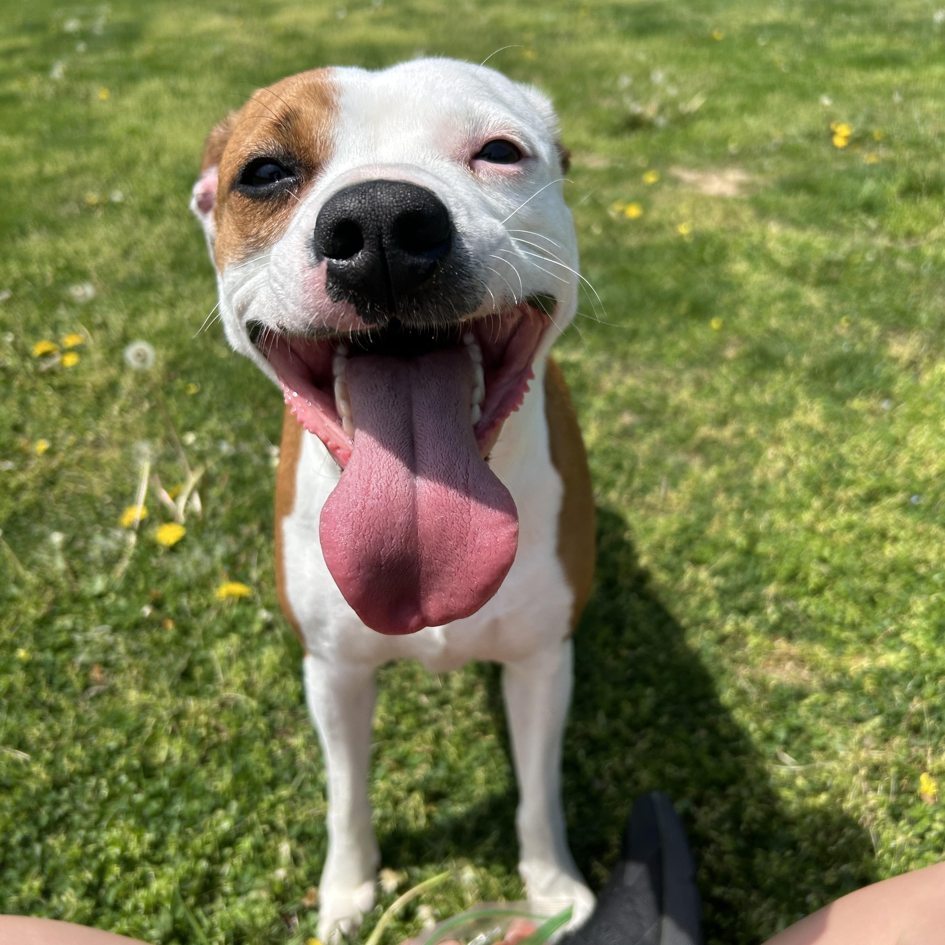 Macy, adoptable, Adult Female Beagle.