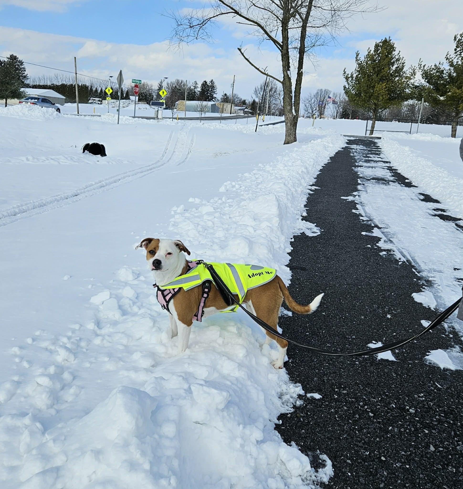 Enlarge Macy, an adoptable mixed breed in Myerstown, PA image 6/6