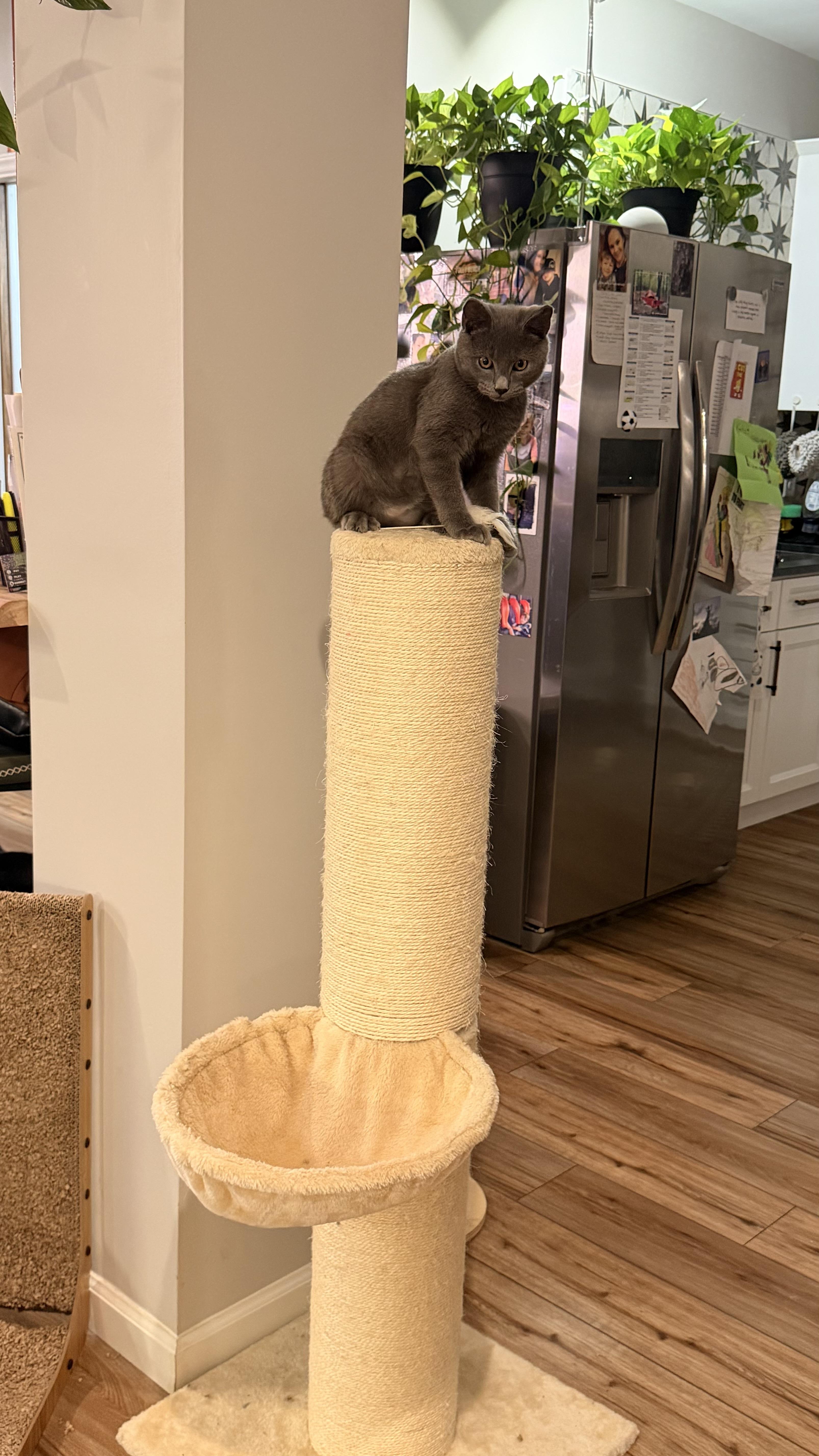 Enlarge Gandalf, a Adopted Russian Blue in Charlotte, NC image 3/3