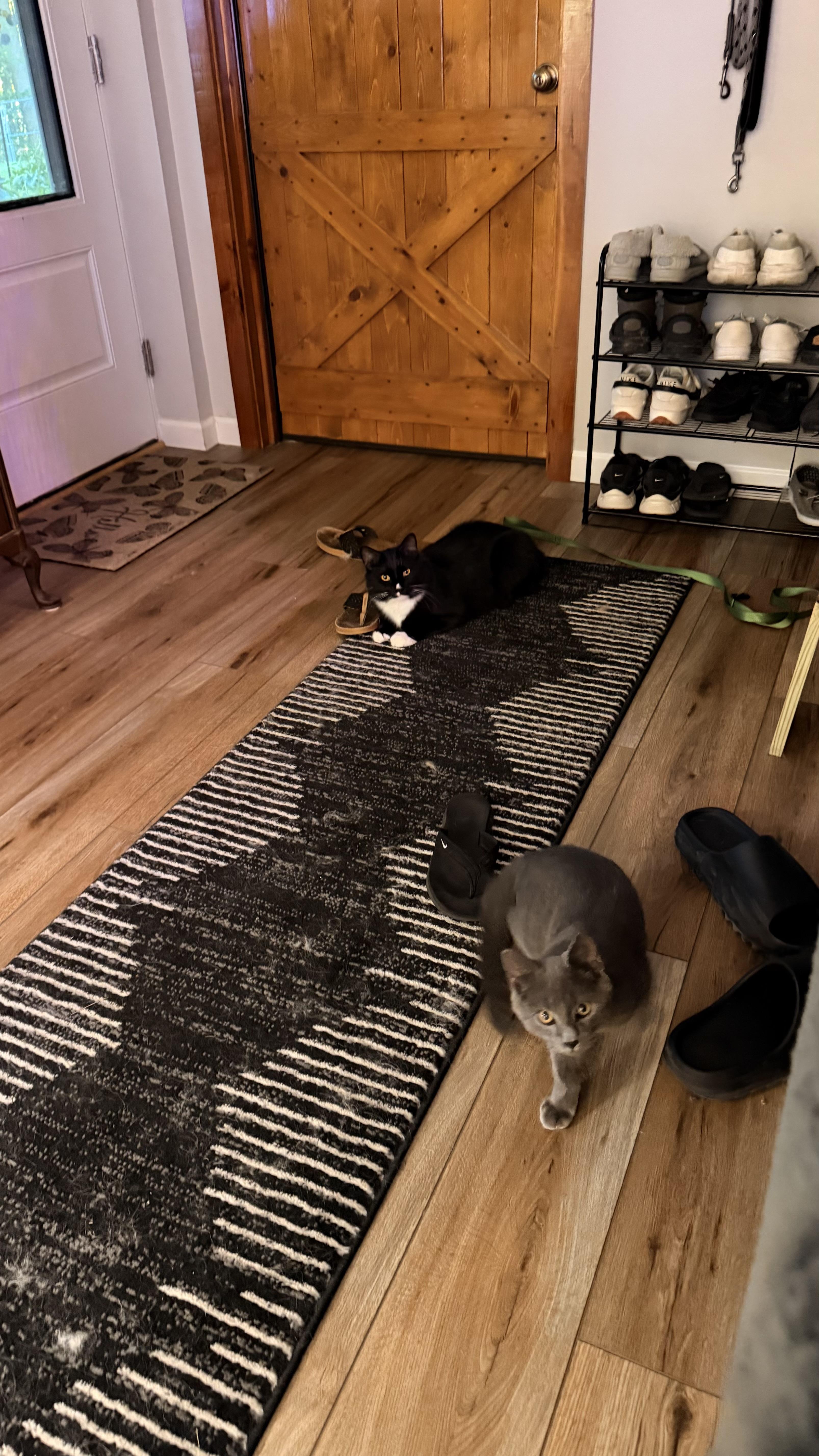 Enlarge Gandalf, a Adopted Russian Blue in Charlotte, NC image 2/3