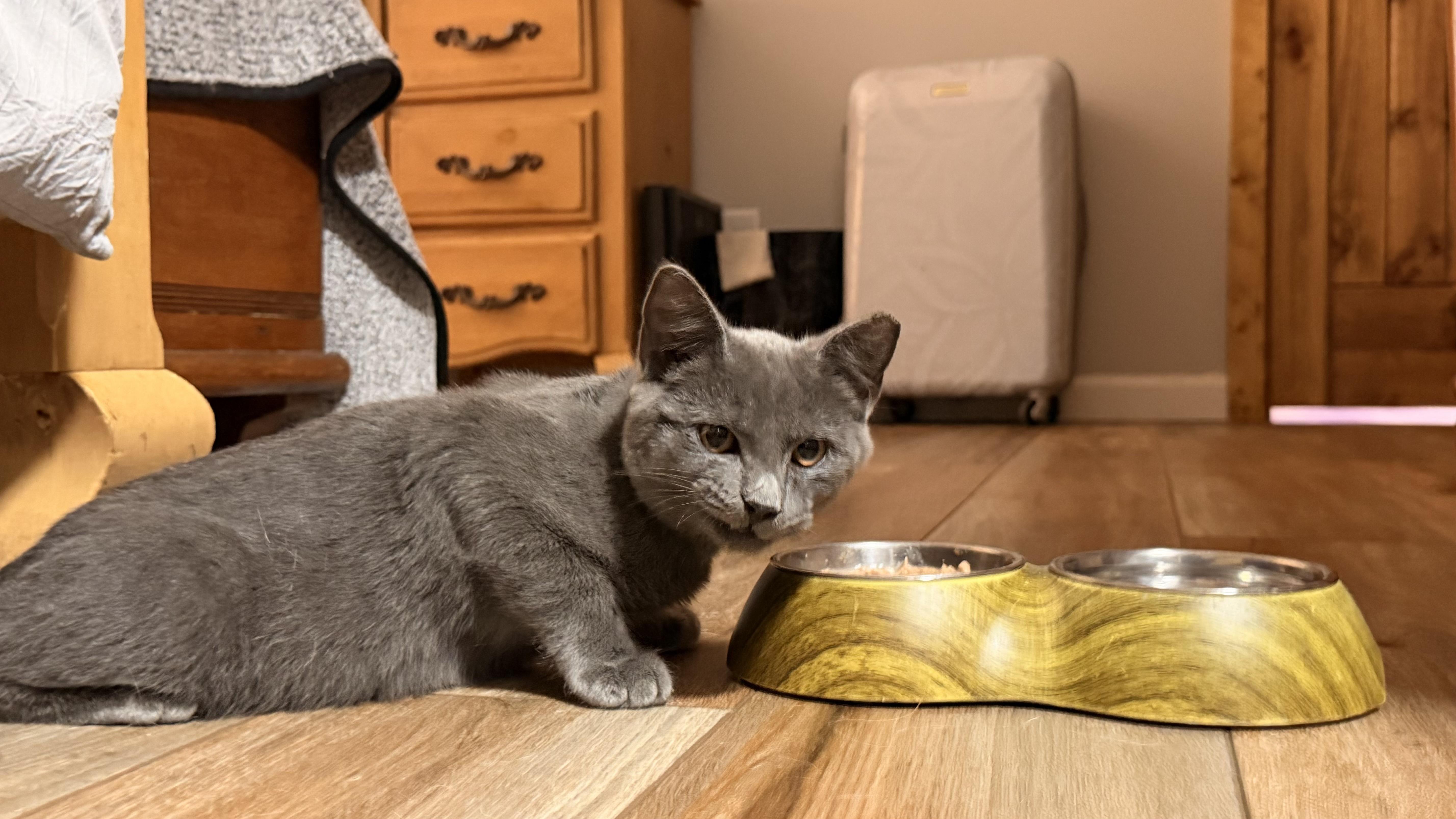 Enlarge Gandalf, a Adopted Russian Blue in Charlotte, NC image 1/3