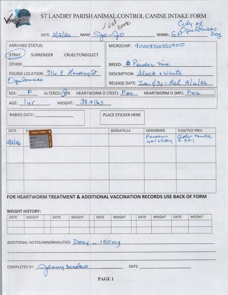 Enlarge Jo Jo, a Adoptable mixed breed in Opelousas, LA image 2/2