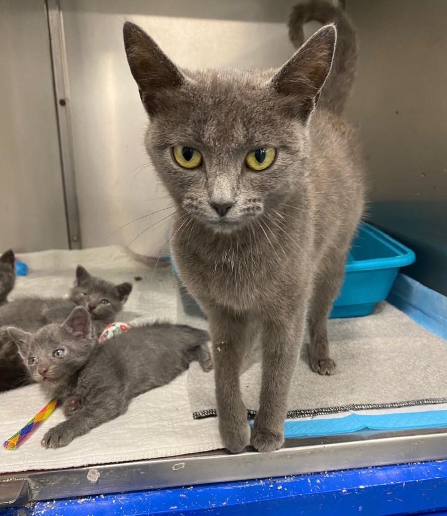 Enlarge Molly, a Adoptable Russian Blue in Portland, IN image 1/1