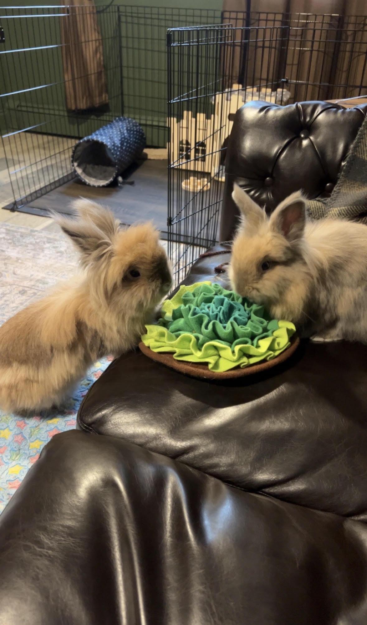 Teddy and Coco, ADOPTABLE, Young Male Lionhead.