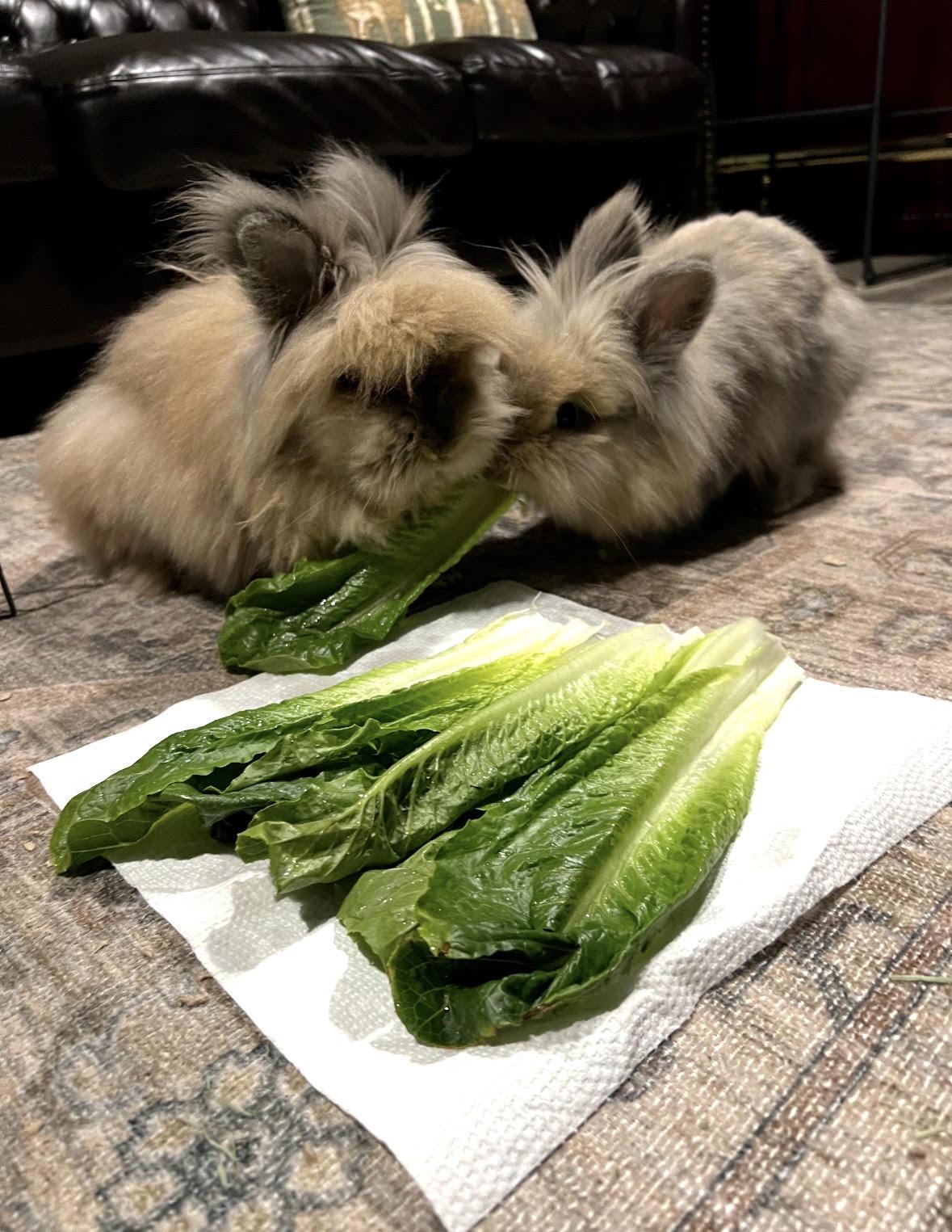Teddy and Coco, a ADOPTABLE Lionhead in New City, NY image 4/4
