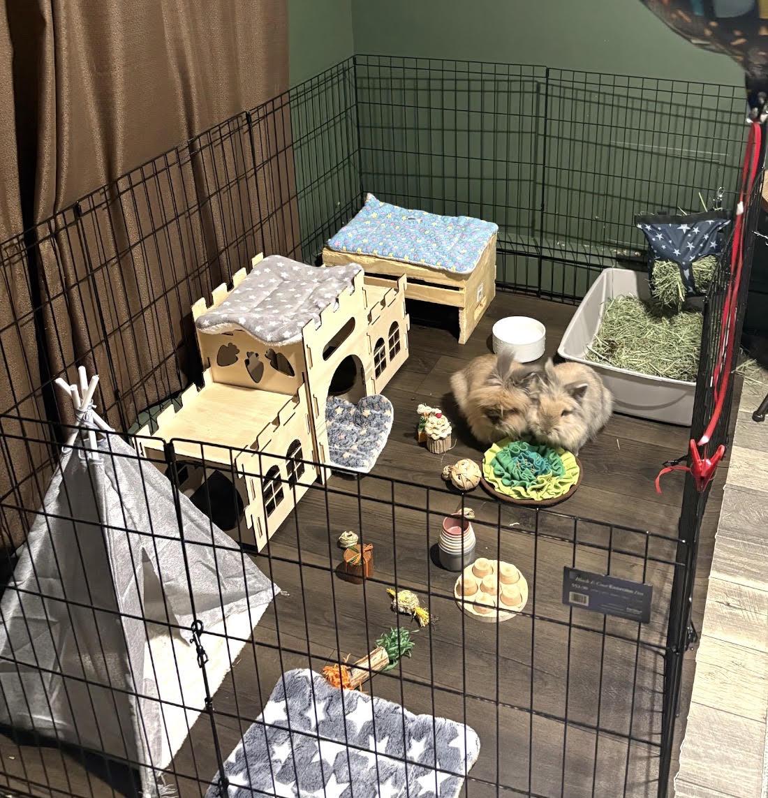 Teddy and Coco, a ADOPTABLE Lionhead in New City, NY image 2/4