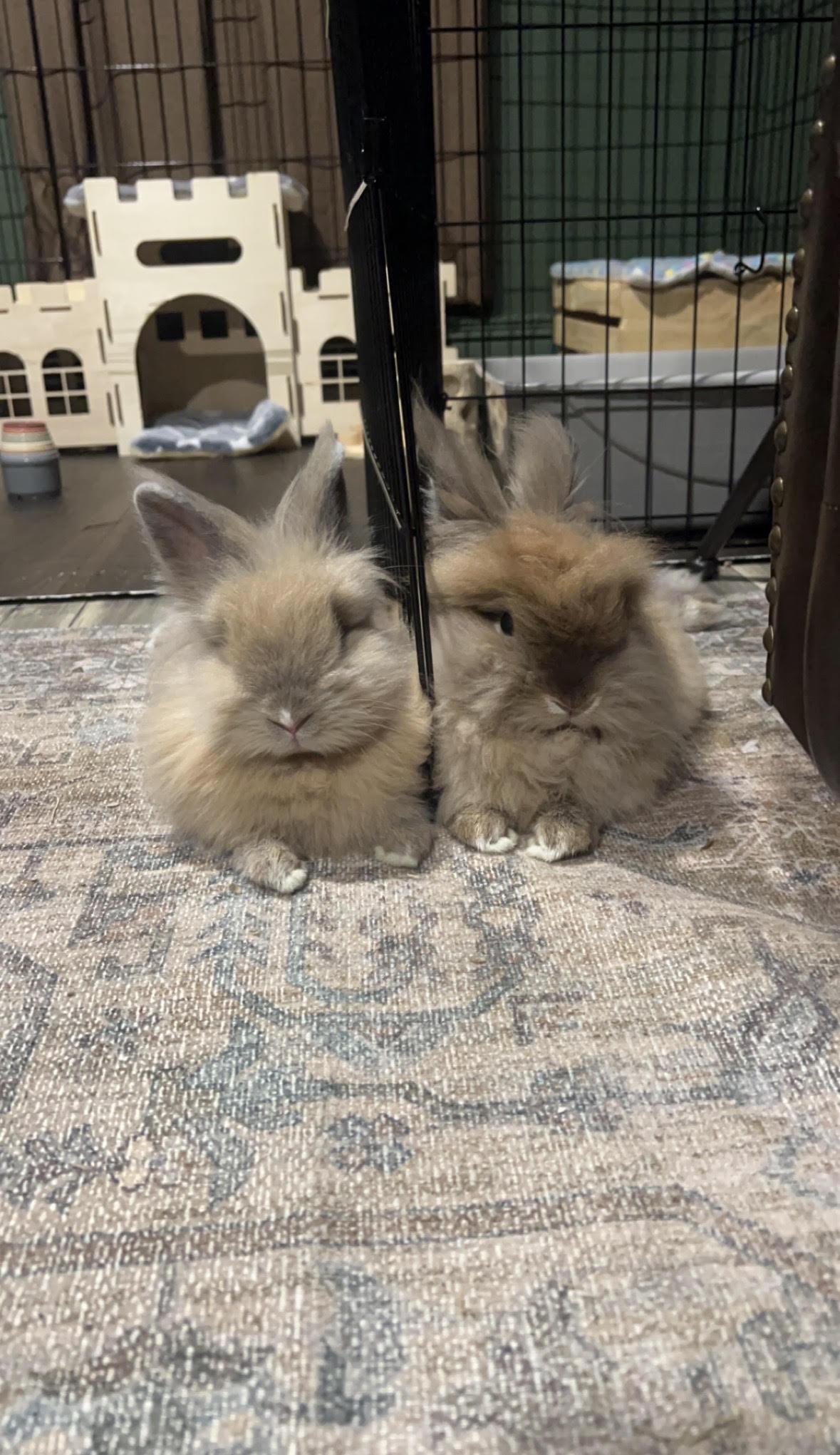 Teddy and Coco, a ADOPTABLE Lionhead in New City, NY image 3/4