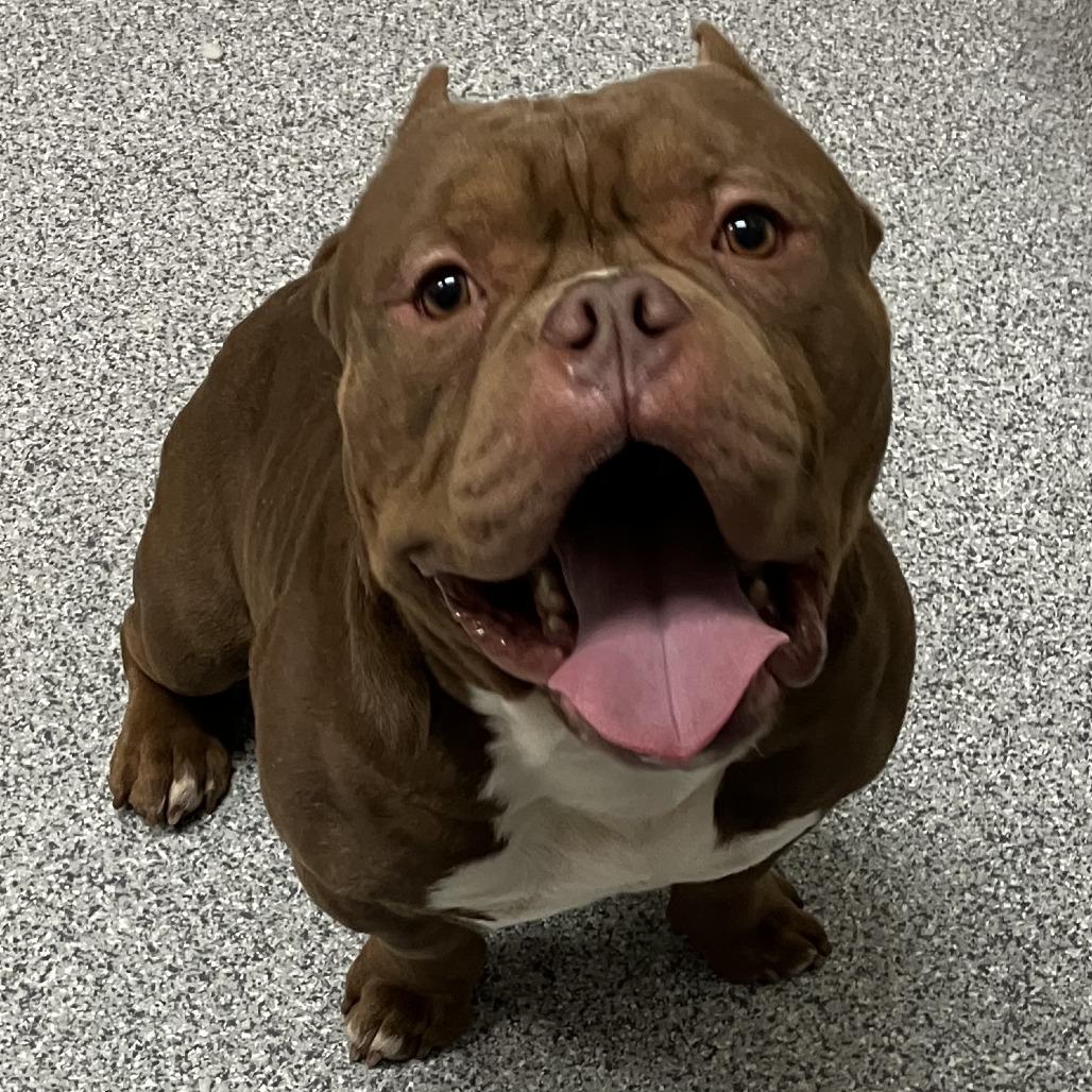 Strider, Adoptable, Adult Male English Bulldog.