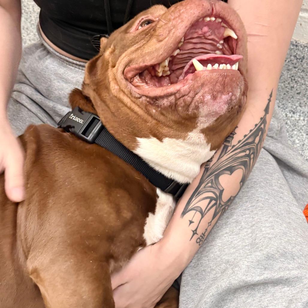 Enlarge Strider, a Adoptable English Bulldog in Grand Rapids, MI image 2/3