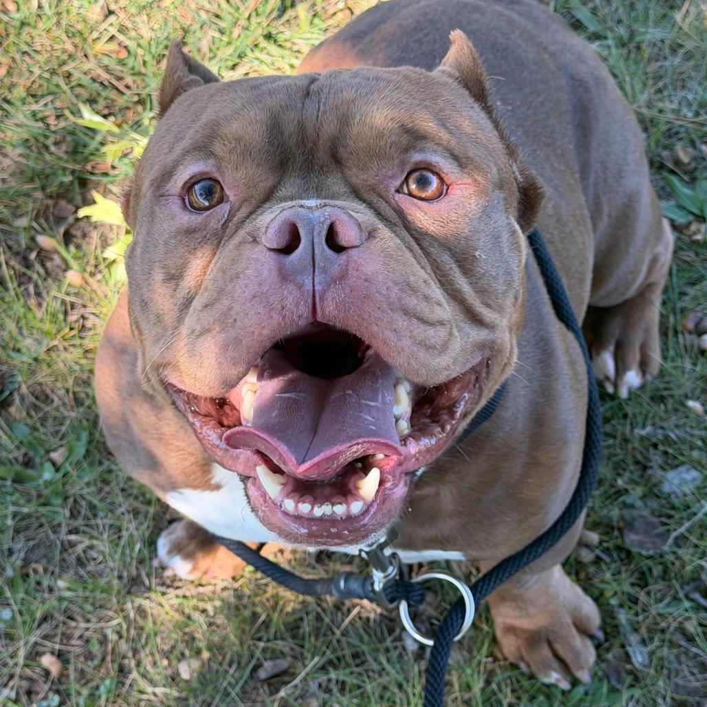Enlarge Strider, a Adoptable English Bulldog in Grand Rapids, MI image 3/3