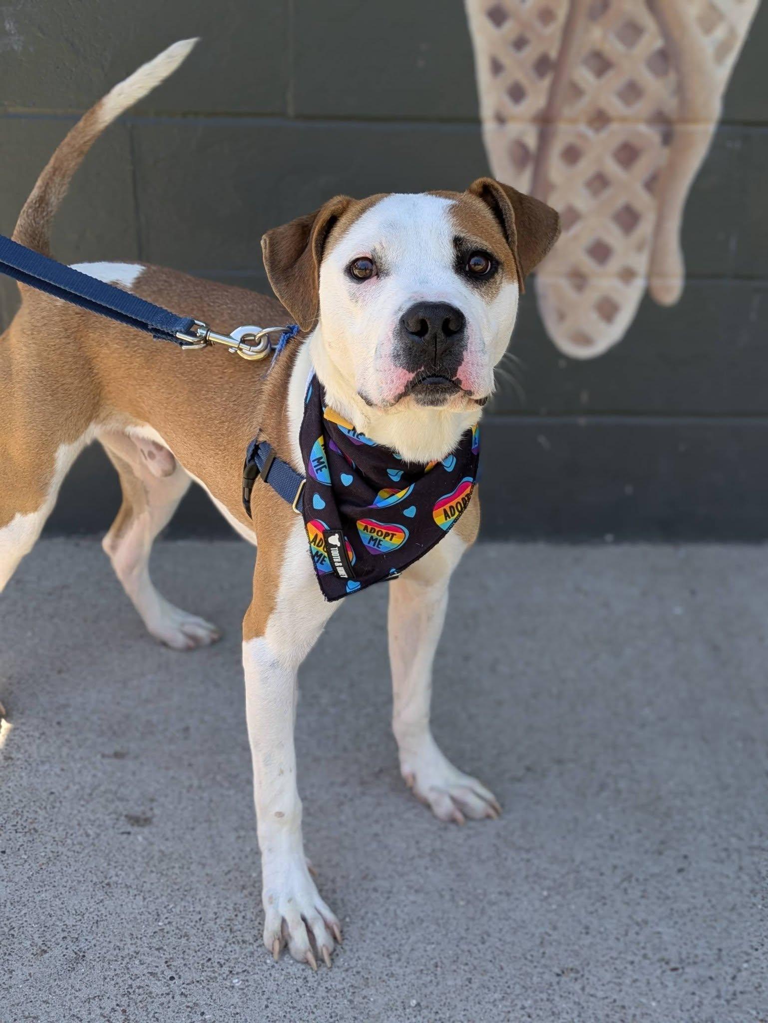 Jackson, an adoptable mixed breed in Cleveland, OH image 1/6