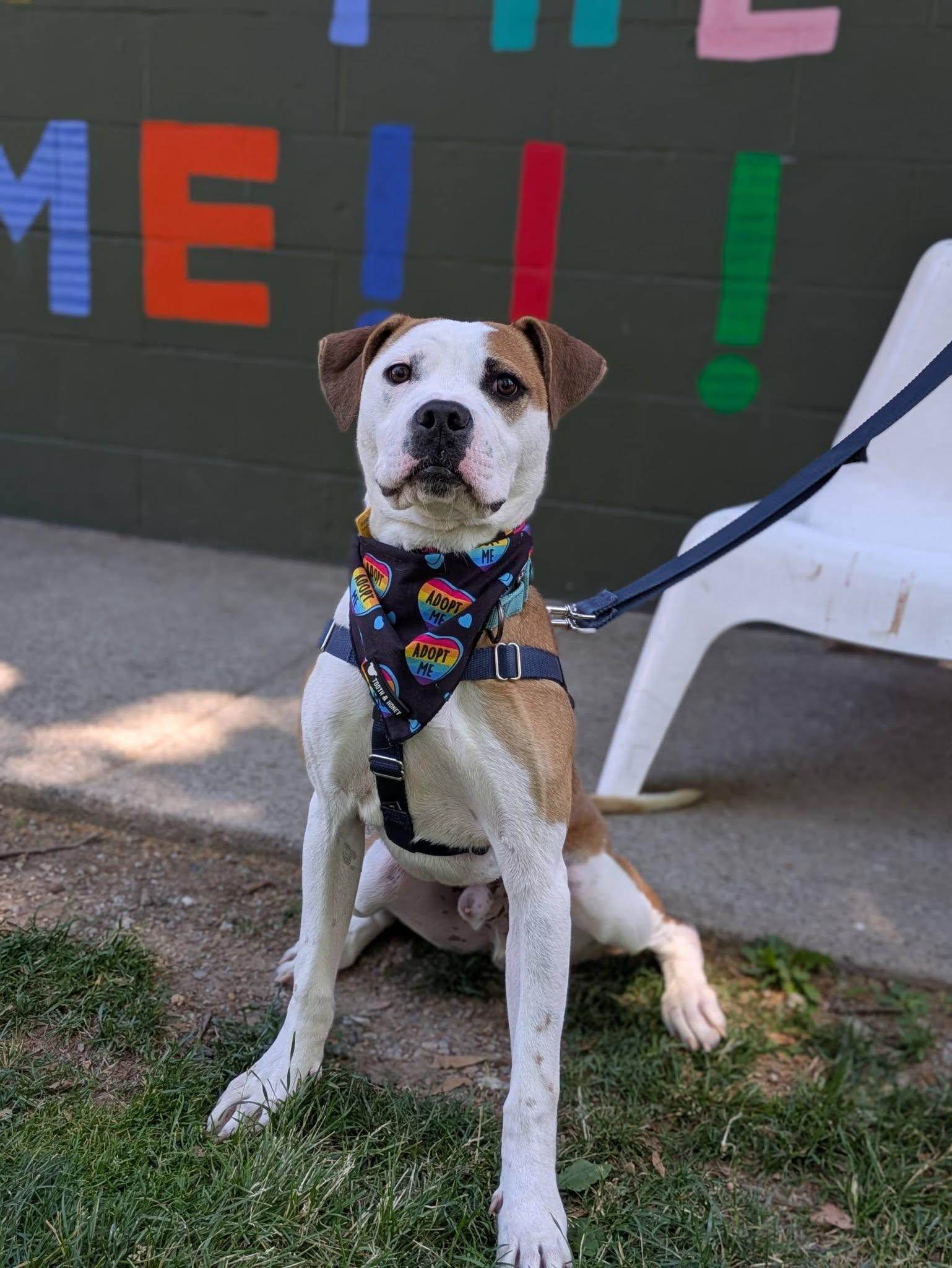 Jackson, an adoptable mixed breed in Cleveland, OH image 4/6
