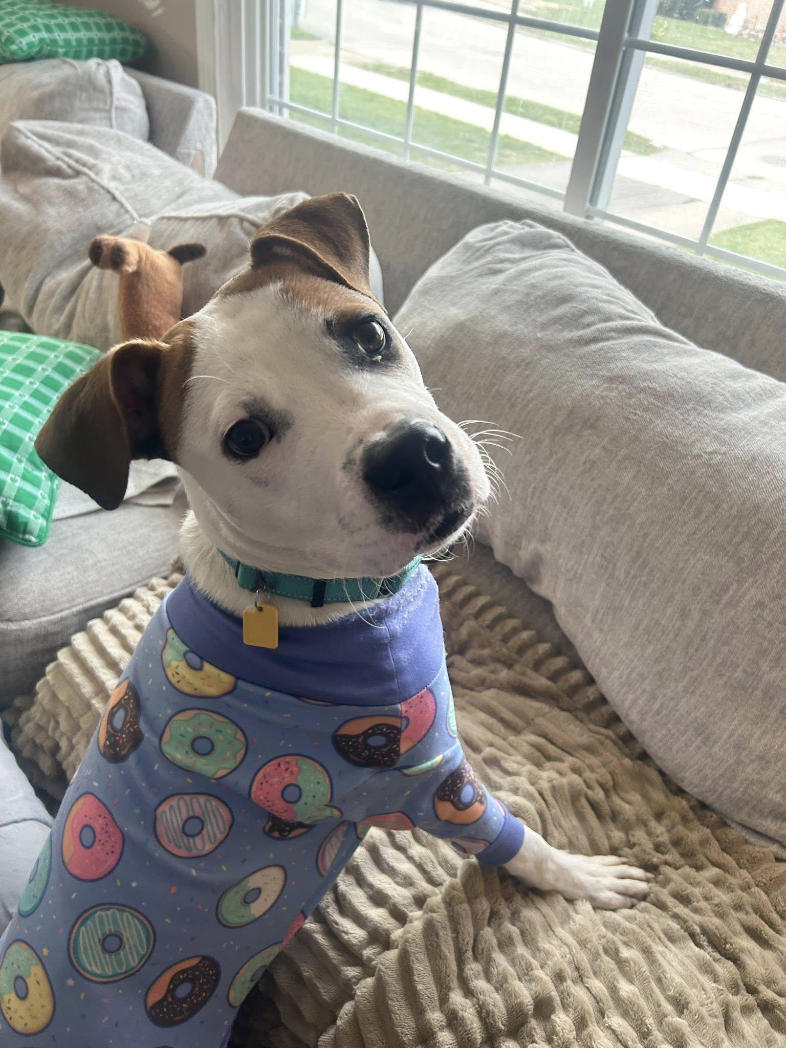 Jackson, an adoptable mixed breed in Cleveland, OH image 2/6