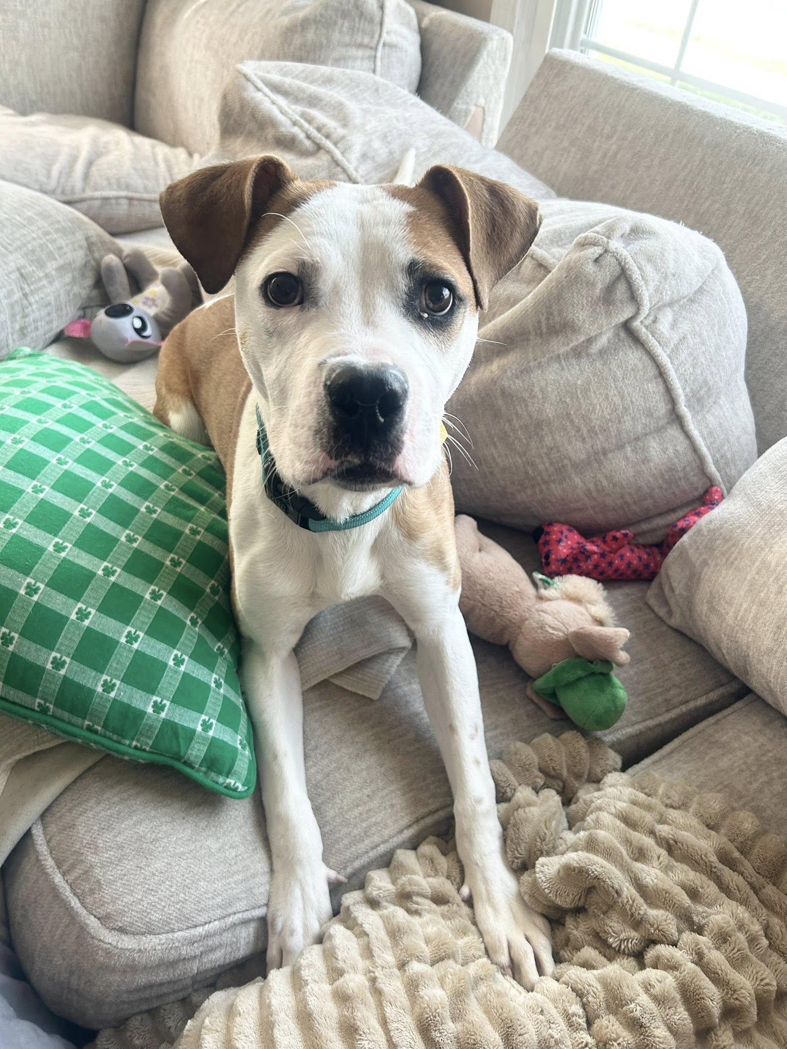 Jackson, an adoptable mixed breed in Cleveland, OH image 3/6
