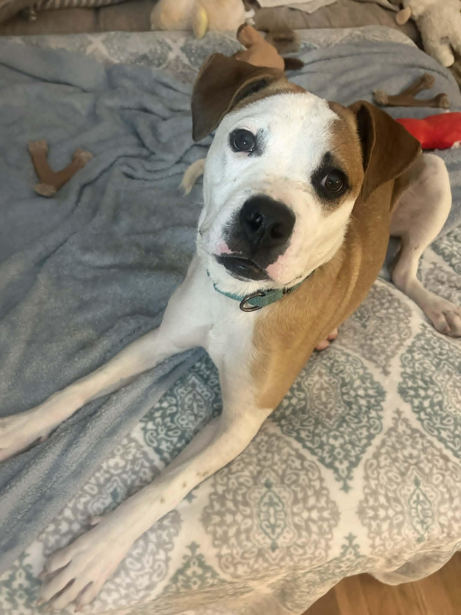 Jackson, an adoptable mixed breed in Cleveland, OH image 5/6