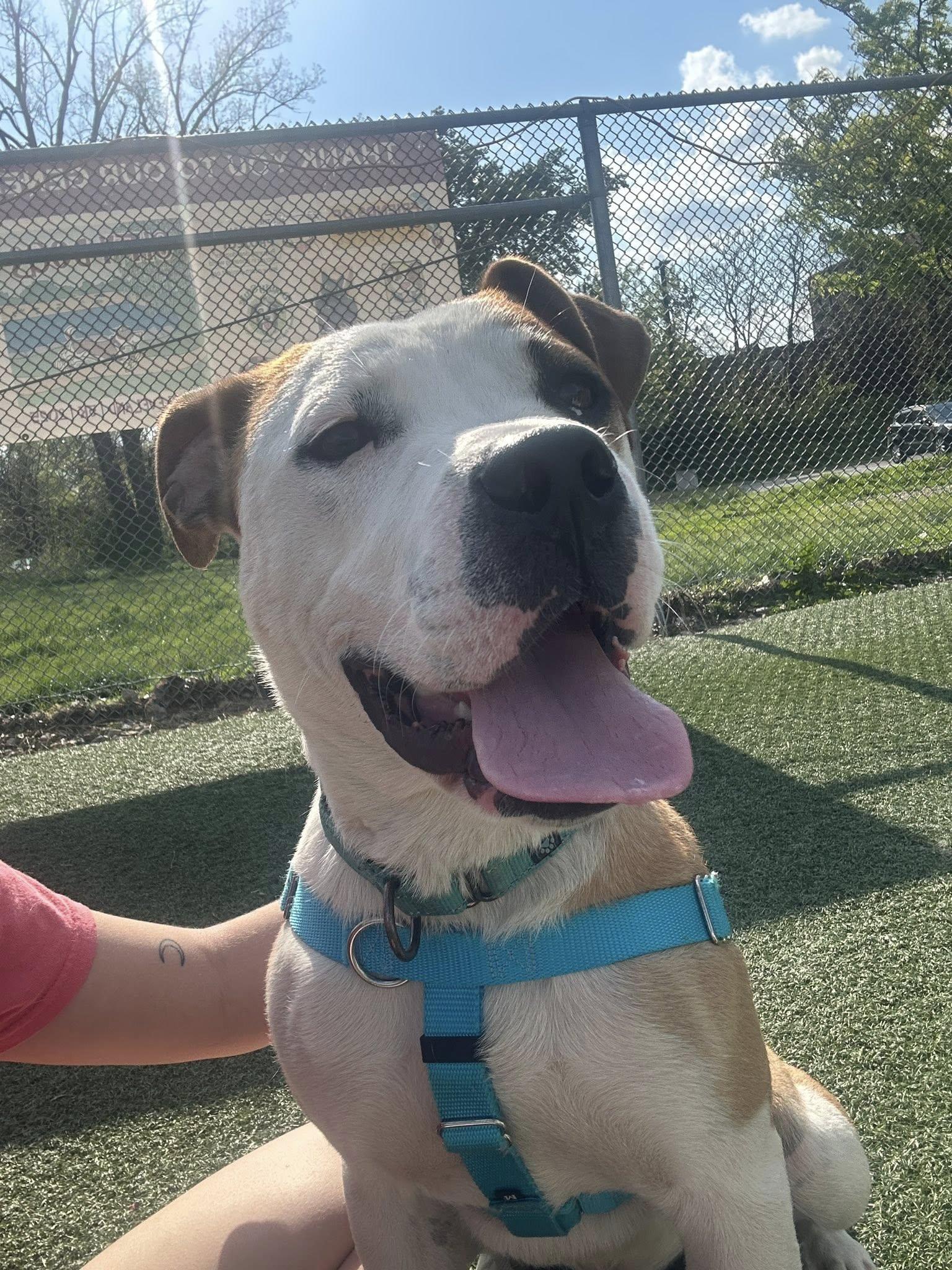 Jackson, an adoptable mixed breed in Cleveland, OH image 6/6