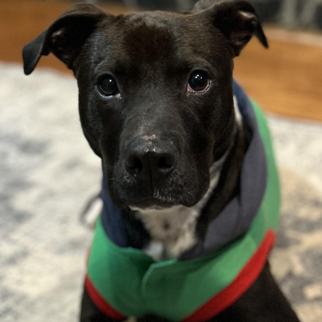 Enlarge Cooper, a Adoptable mixed breed in Richmond, VA image 1/6