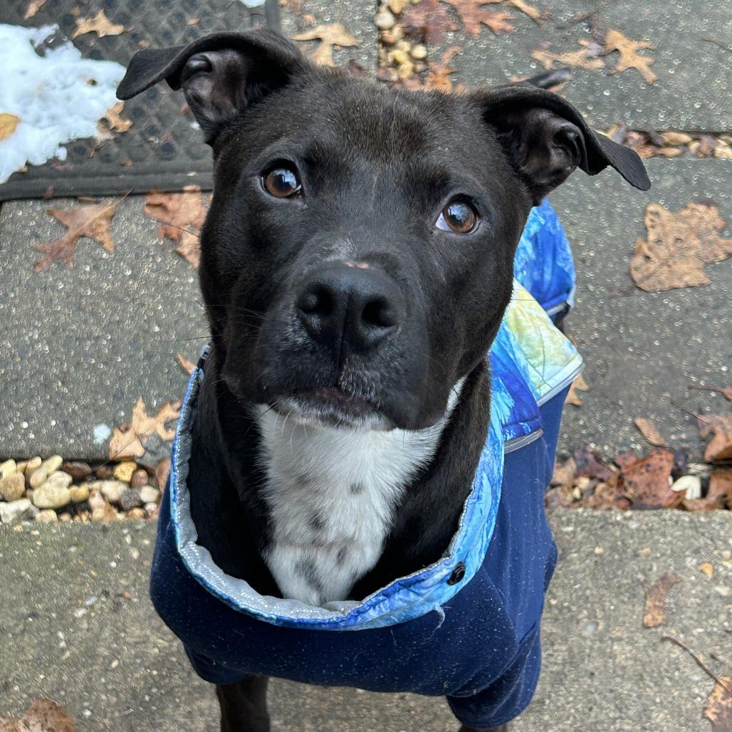 Enlarge Cooper, a Adoptable mixed breed in Richmond, VA image 2/6