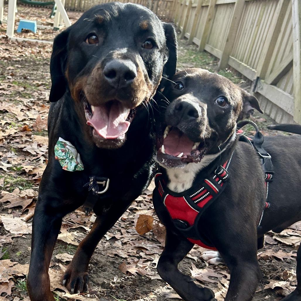 Enlarge Cooper, a Adoptable mixed breed in Richmond, VA image 3/6