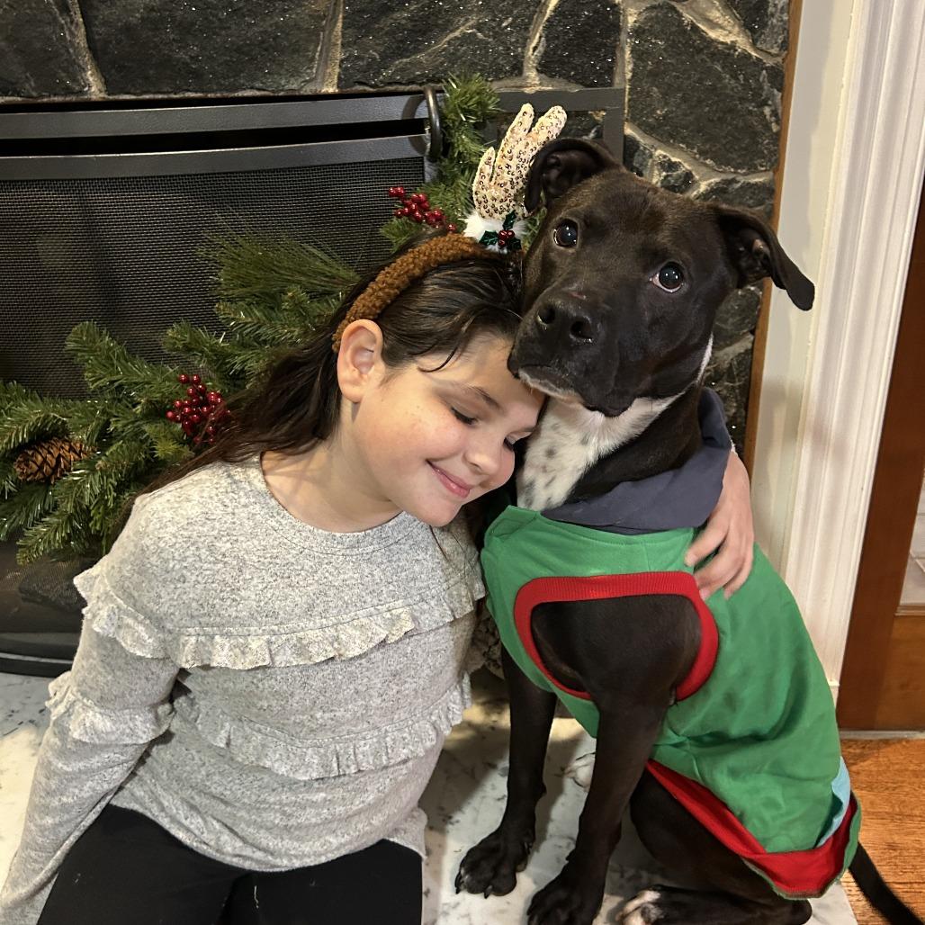 Enlarge Cooper, a Adoptable mixed breed in Richmond, VA image 4/6