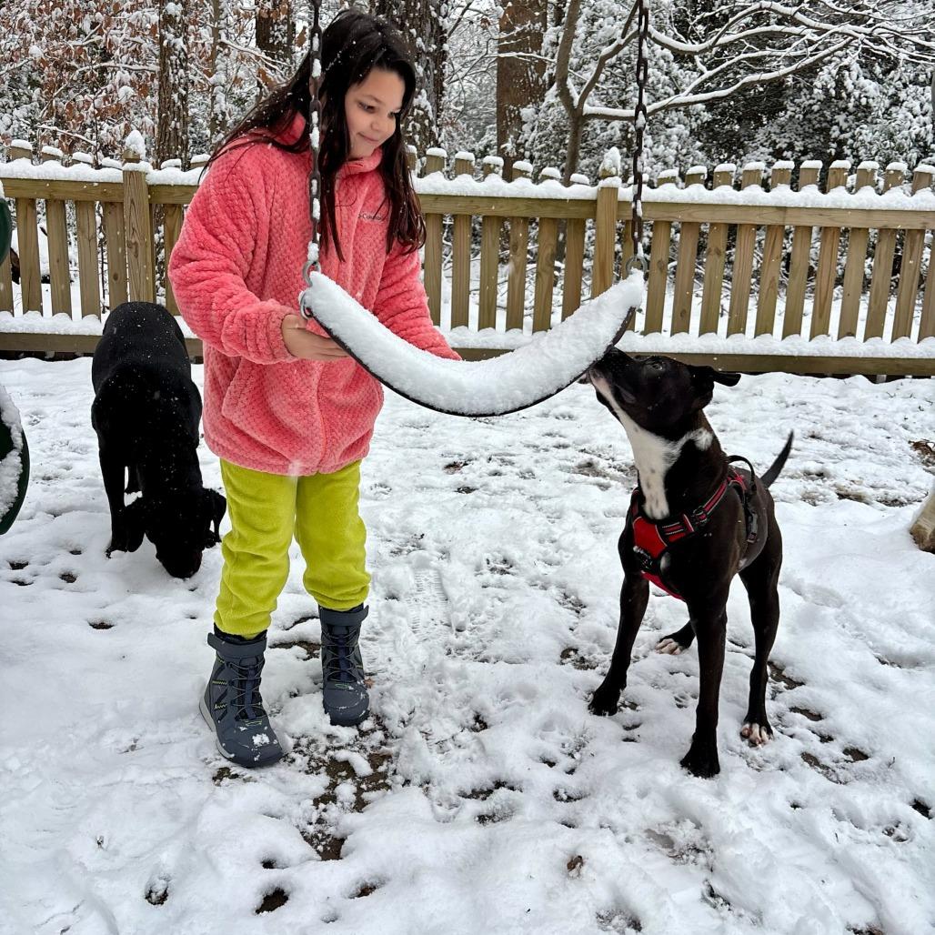 Enlarge Cooper, a Adoptable mixed breed in Richmond, VA image 5/6