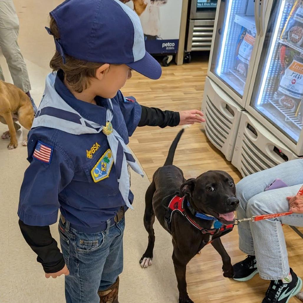 Enlarge Cooper, a Adoptable mixed breed in Richmond, VA image 6/6